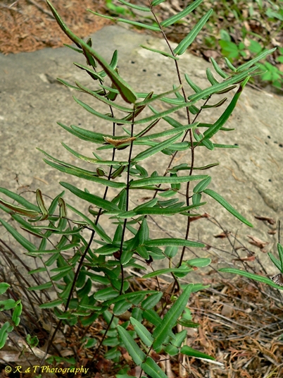 {Pellaea atropurpurea}